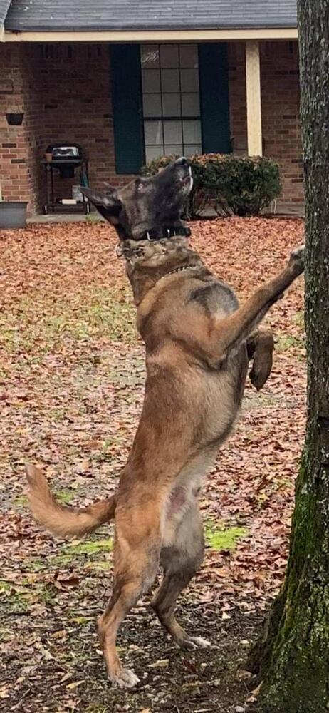 Blade looking up at a tree.